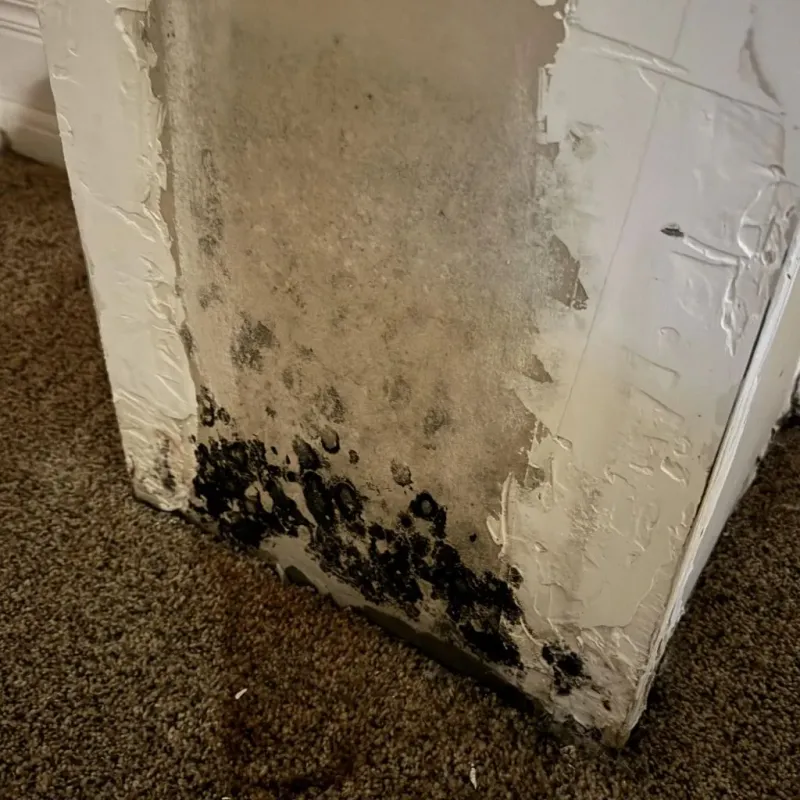 Professional Mold Removal in Mountain House, CA